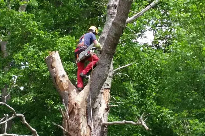 Élagueur grimpeur en progression dans un arbre, travail sur corde